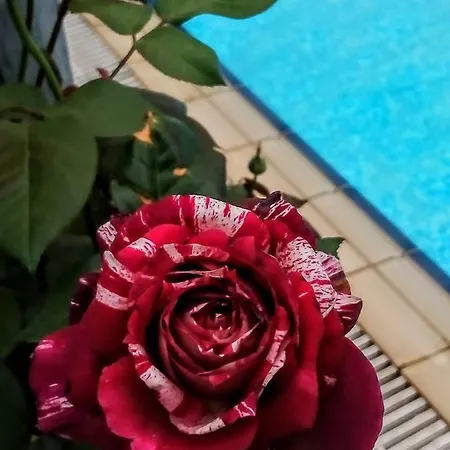 Long Beach Garden