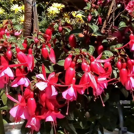 فيلة Long Beach Garden *